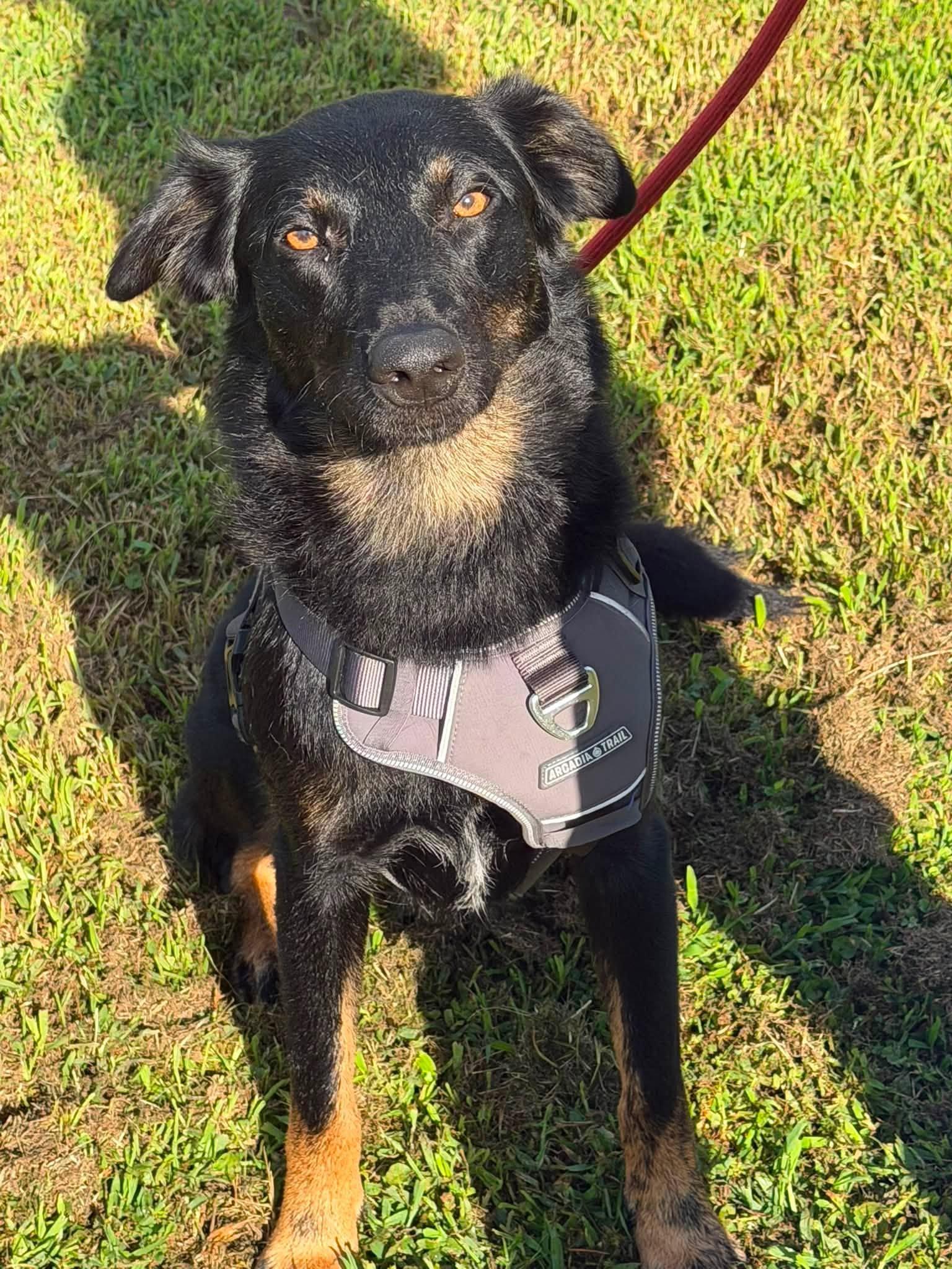 Max, an adoptable mixed breed in Huntsville, AL image 2/5