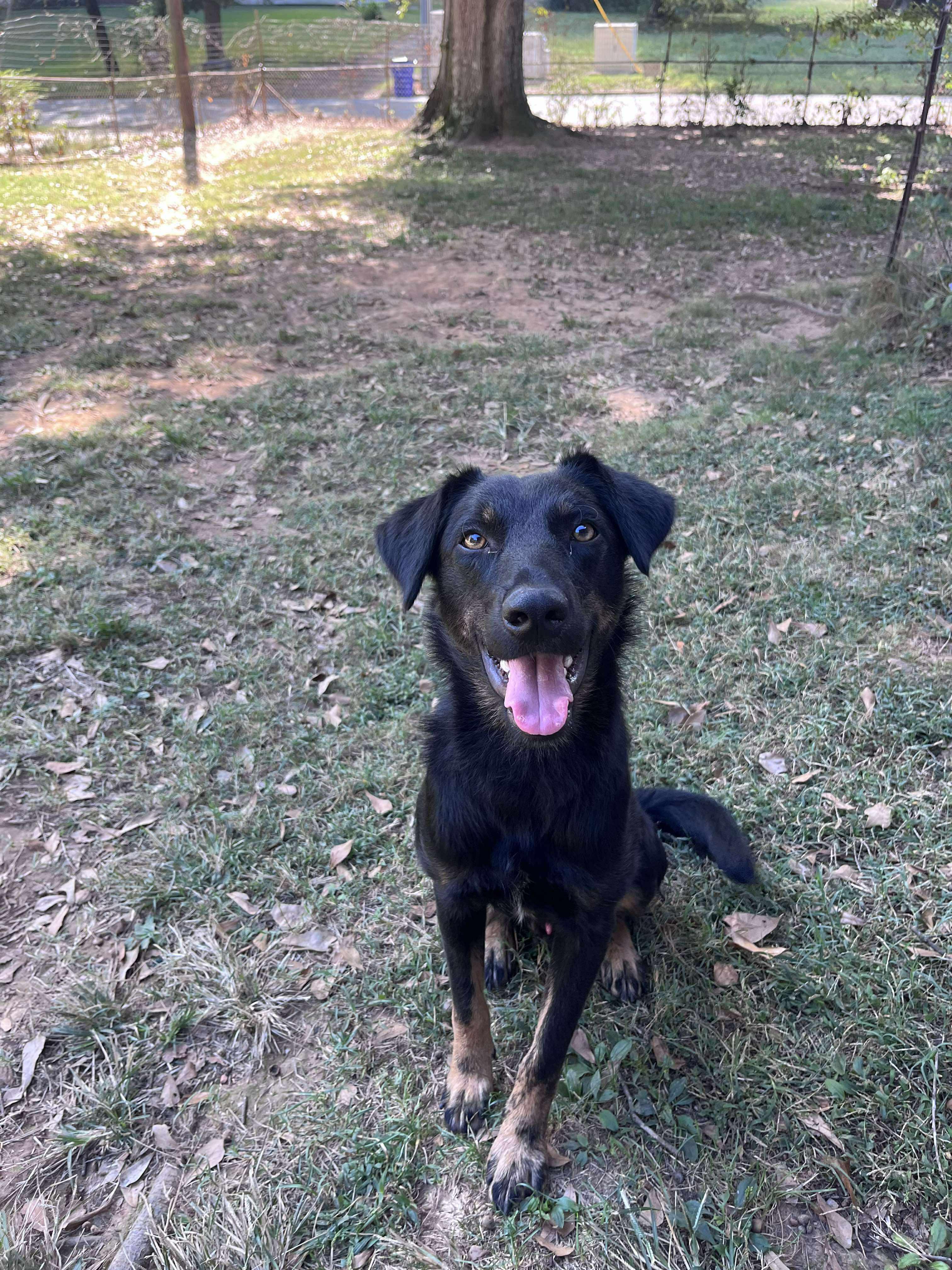 Max, adoptable, Adult Male Mixed Breed.