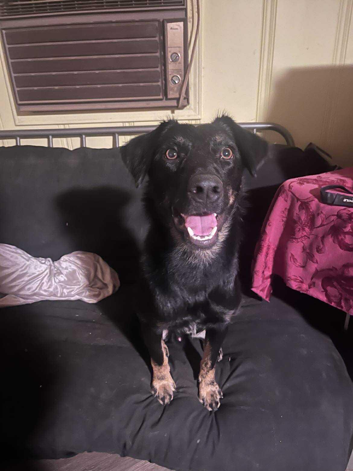 Enlarge Max, an adoptable Mixed Breed in Huntsville, AL image 2/5