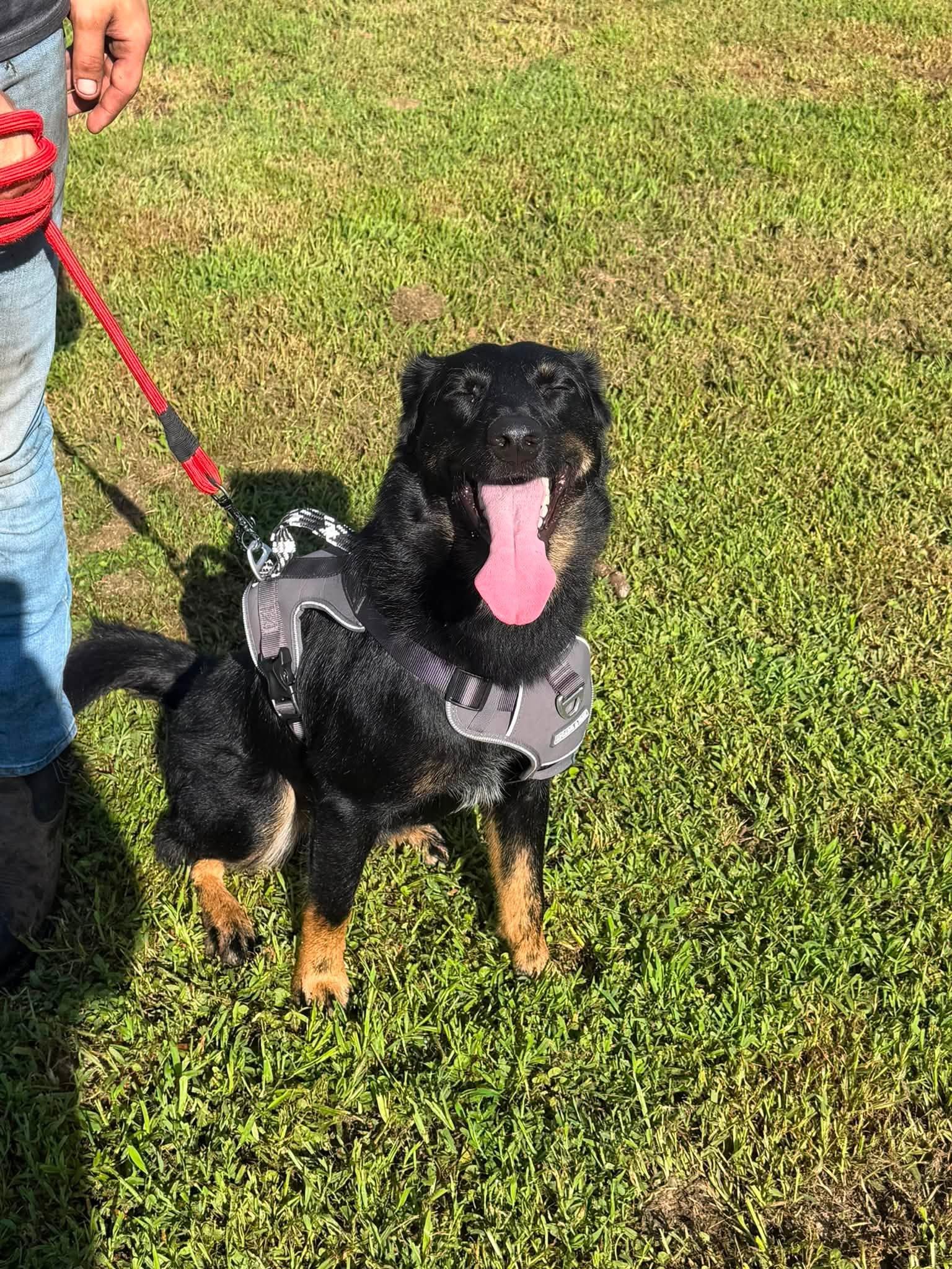 Max, an adoptable mixed breed in Huntsville, AL image 5/5