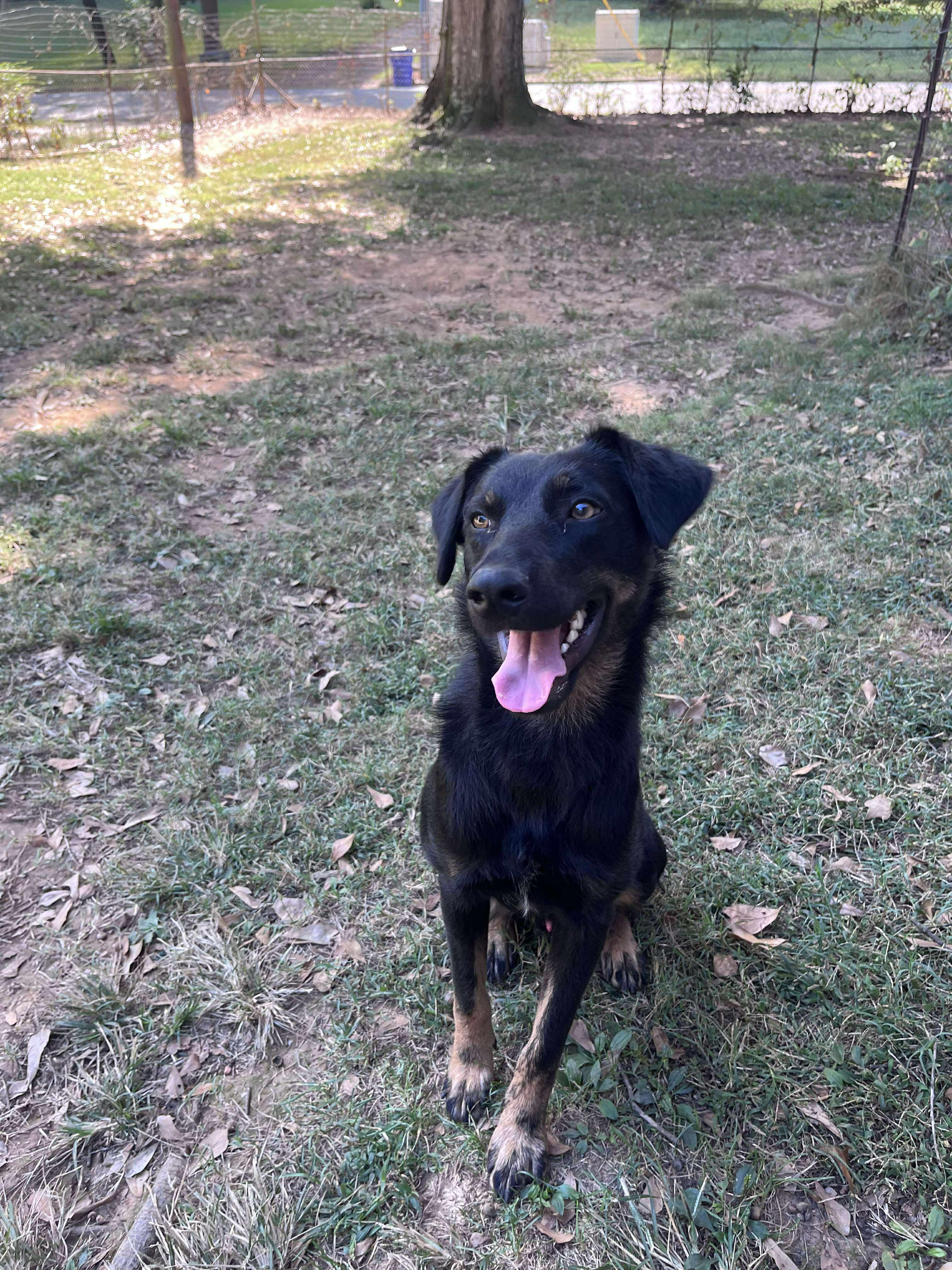 Enlarge Max, an adoptable Mixed Breed in Huntsville, AL image 3/5