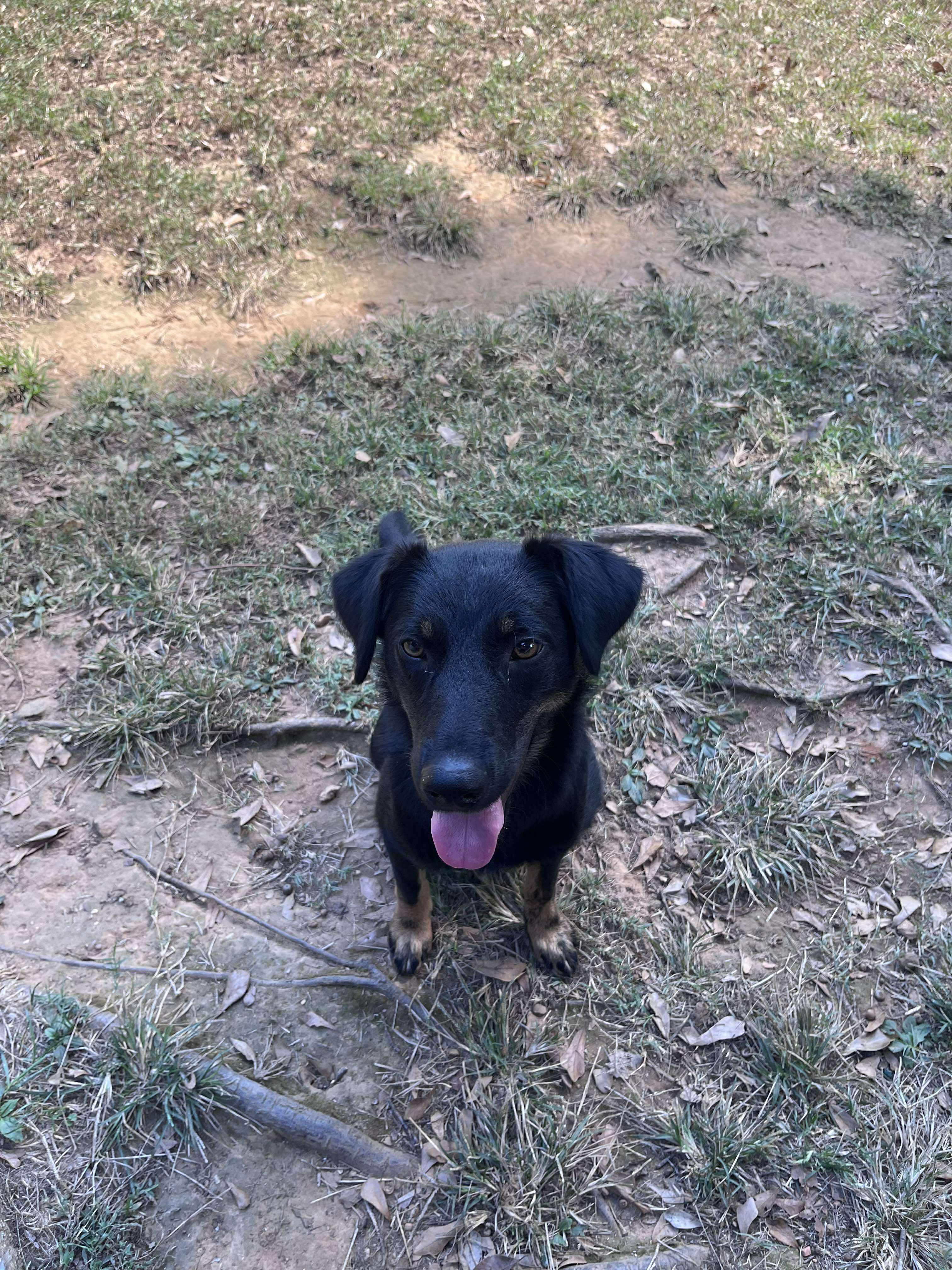 Enlarge Max, an adoptable Mixed Breed in Huntsville, AL image 4/5