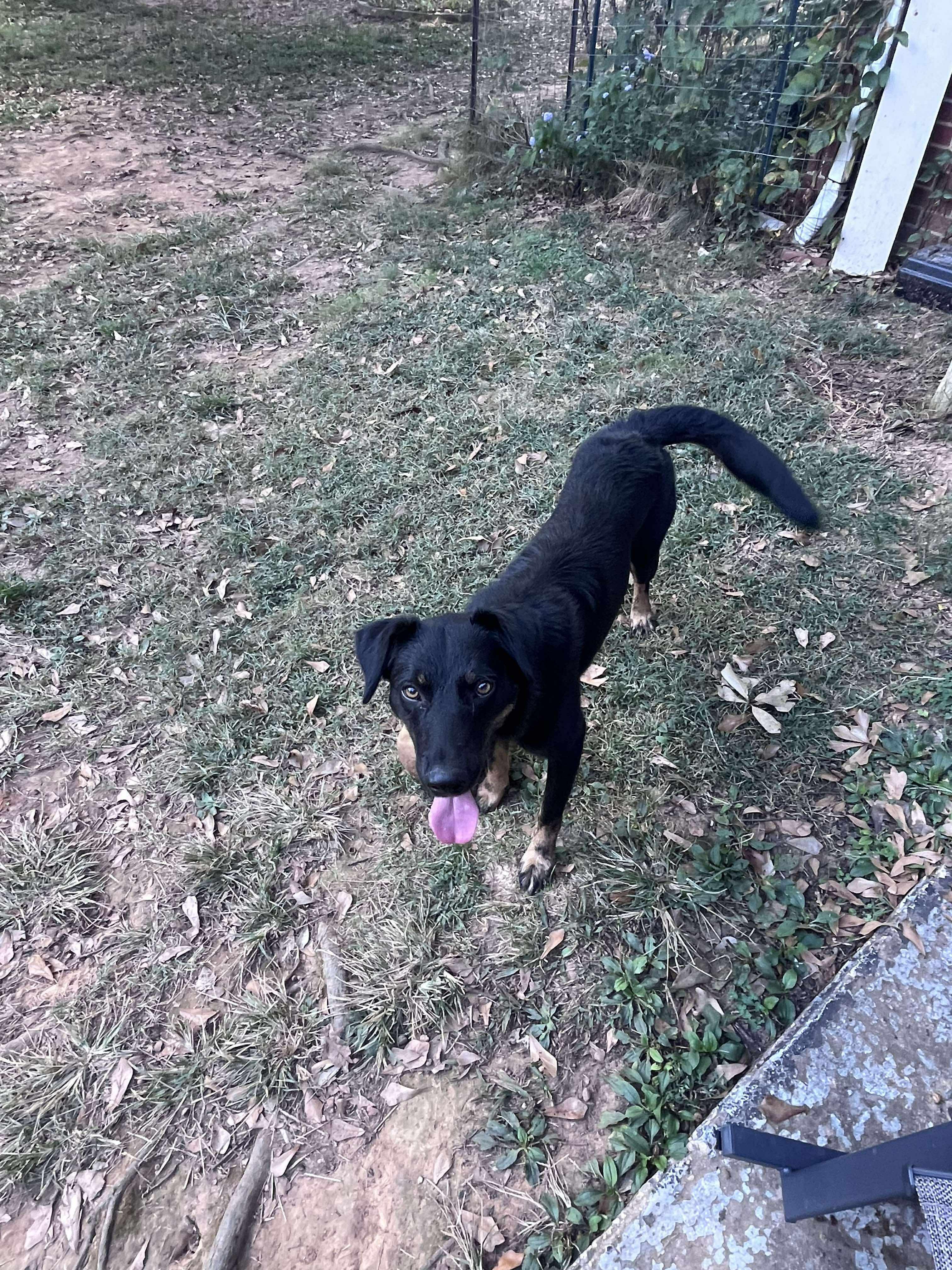 Enlarge Max, an adoptable Mixed Breed in Huntsville, AL image 5/5