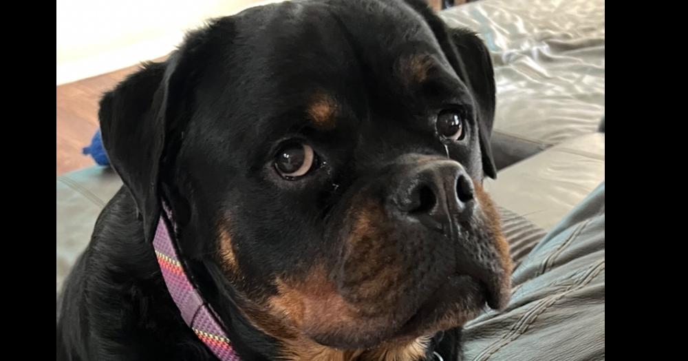 Raven, Adoptable, Young Female Rottweiler.