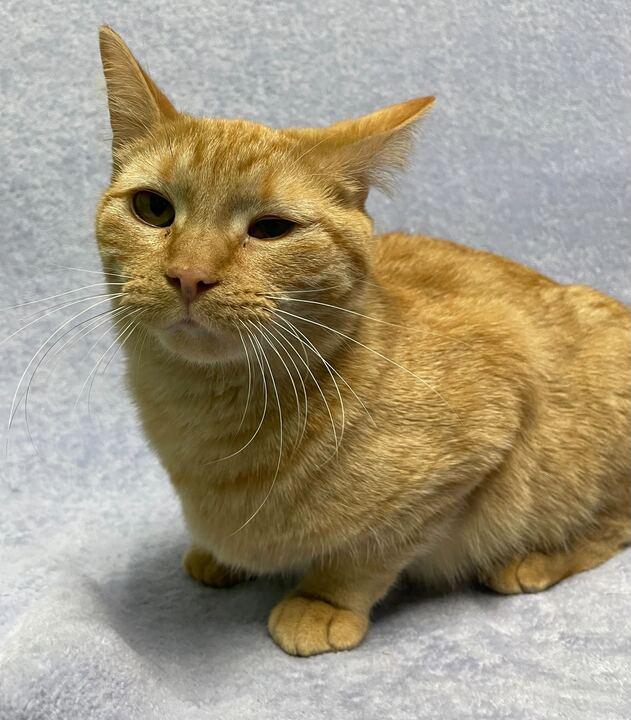 Enlarge Broccoli, a ADOPTABLE Domestic Short Hair in Jackson, MI image 6/6