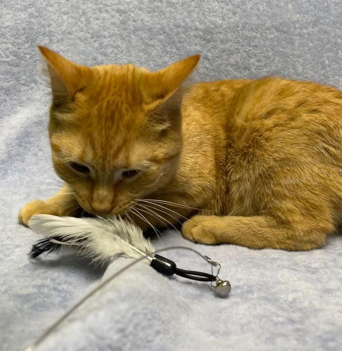 Enlarge Broccoli, a ADOPTABLE Domestic Short Hair in Jackson, MI image 3/6
