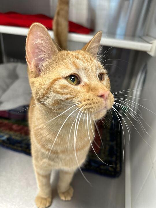 Broccoli, an adoptable Domestic Short Hair in Jackson, MI image 5/5