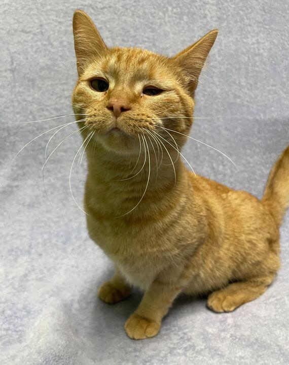 Enlarge Broccoli, a ADOPTABLE Domestic Short Hair in Jackson, MI image 5/6