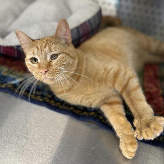 Broccoli, an adoptable Domestic Short Hair in Jackson, MI image 3/5