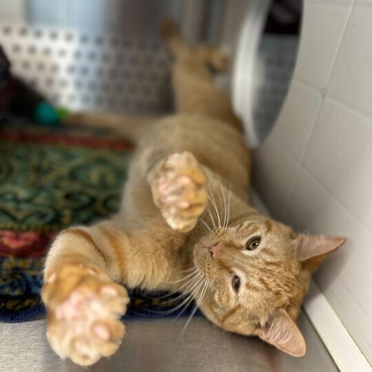 Enlarge Broccoli, a ADOPTABLE Domestic Short Hair in Jackson, MI image 2/6