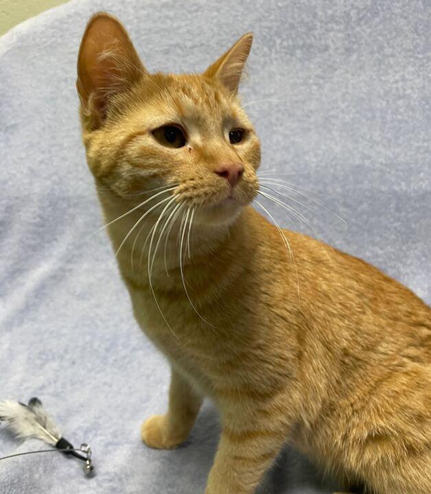 Enlarge Broccoli, a ADOPTABLE Domestic Short Hair in Jackson, MI image 4/6