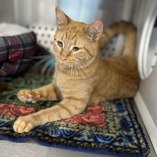 Broccoli, ADOPTABLE, Adult Female Domestic Short Hair.
