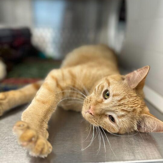 Broccoli, an adoptable Domestic Short Hair in Jackson, MI image 4/5