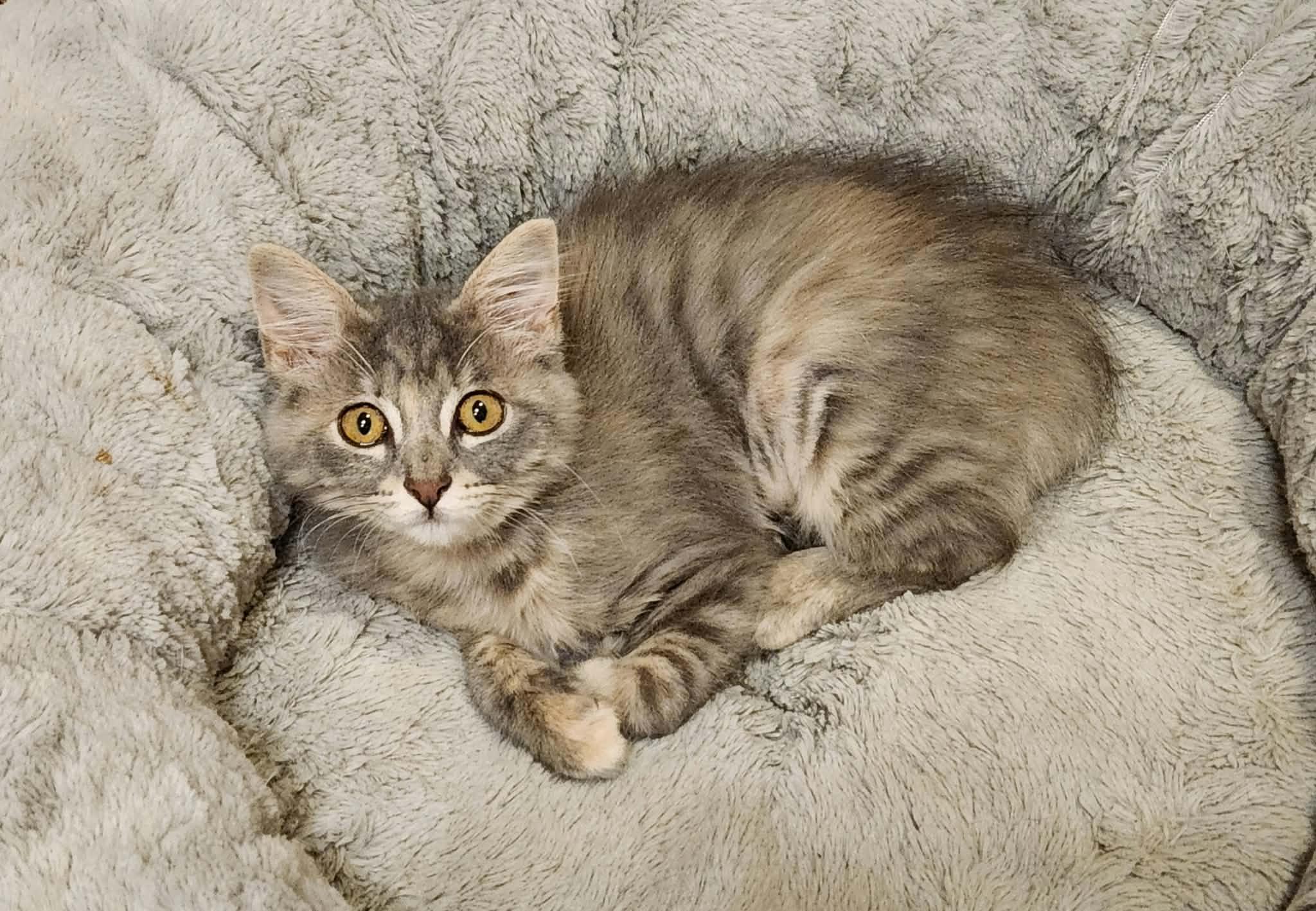 Enlarge Dixie Cup, a ADOPTABLE Domestic Medium Hair in Mansfield, TX image 2/2