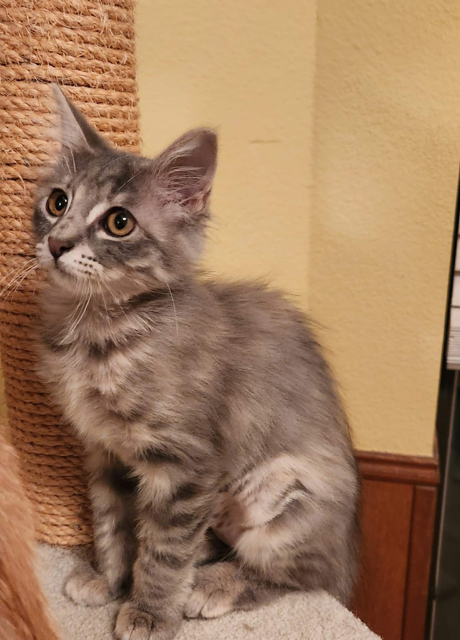 Enlarge Dixie Cup, a ADOPTABLE Domestic Medium Hair in Mansfield, TX image 1/2