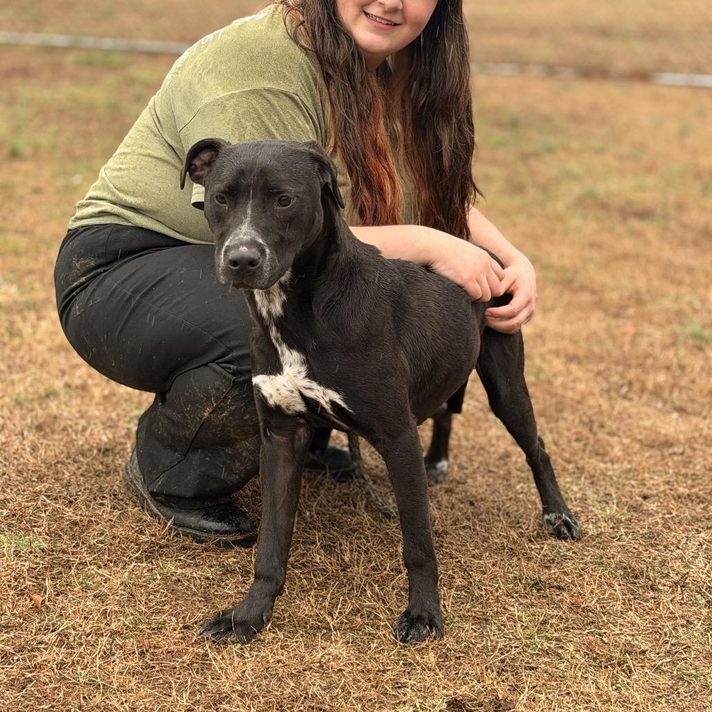 Enlarge Squid, a Adoptable Mixed Breed in Chattanooga, TN image 1/6