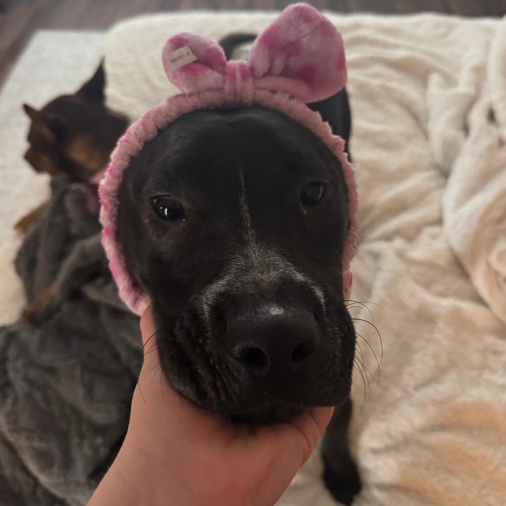 Enlarge Squid, a Adoptable Mixed Breed in Chattanooga, TN image 2/6