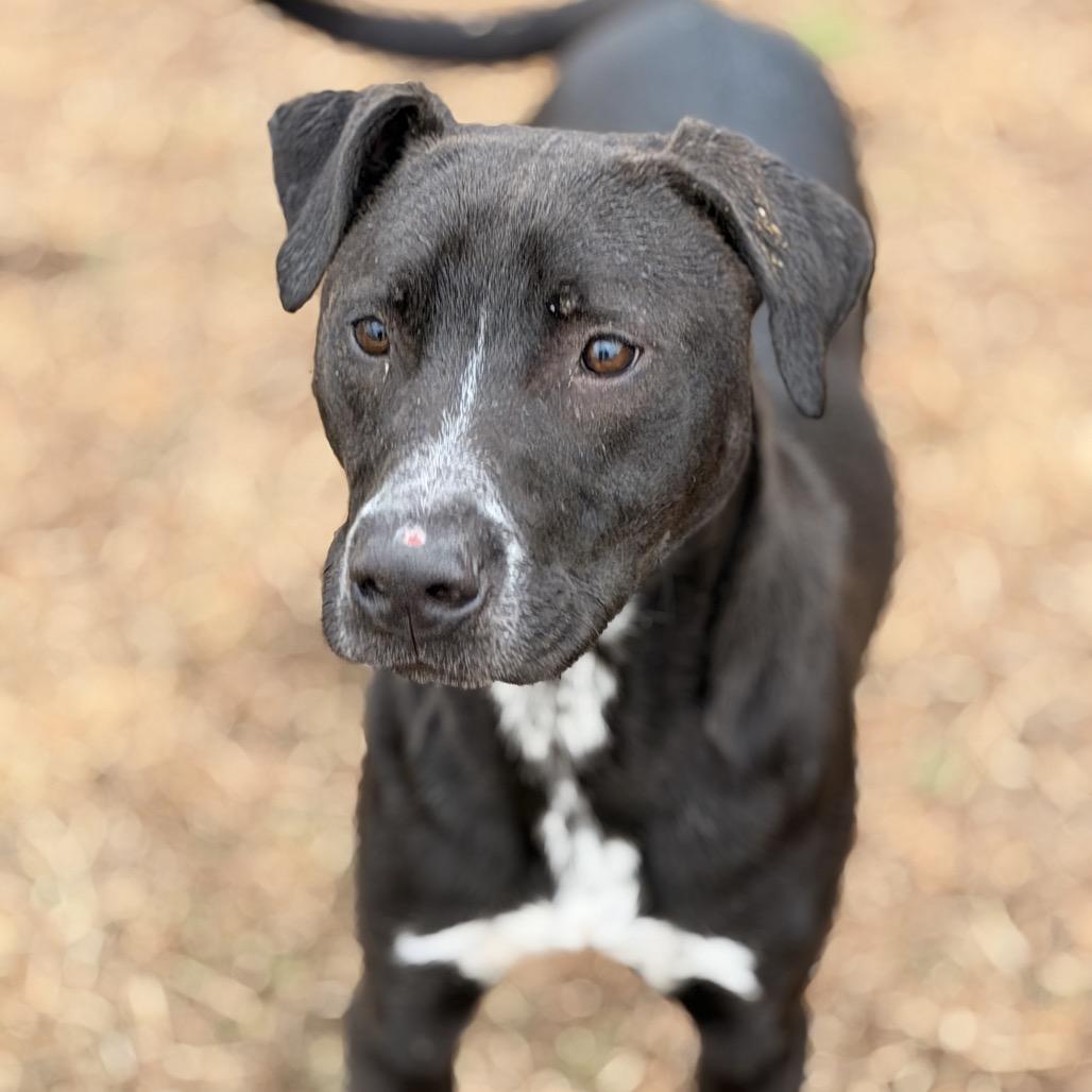 Enlarge Squid, a Adoptable Mixed Breed in Chattanooga, TN image 3/6
