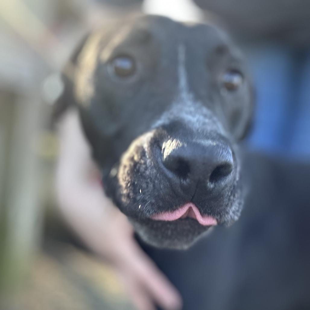 Squid, Adoptable, Young Male Mixed Breed.