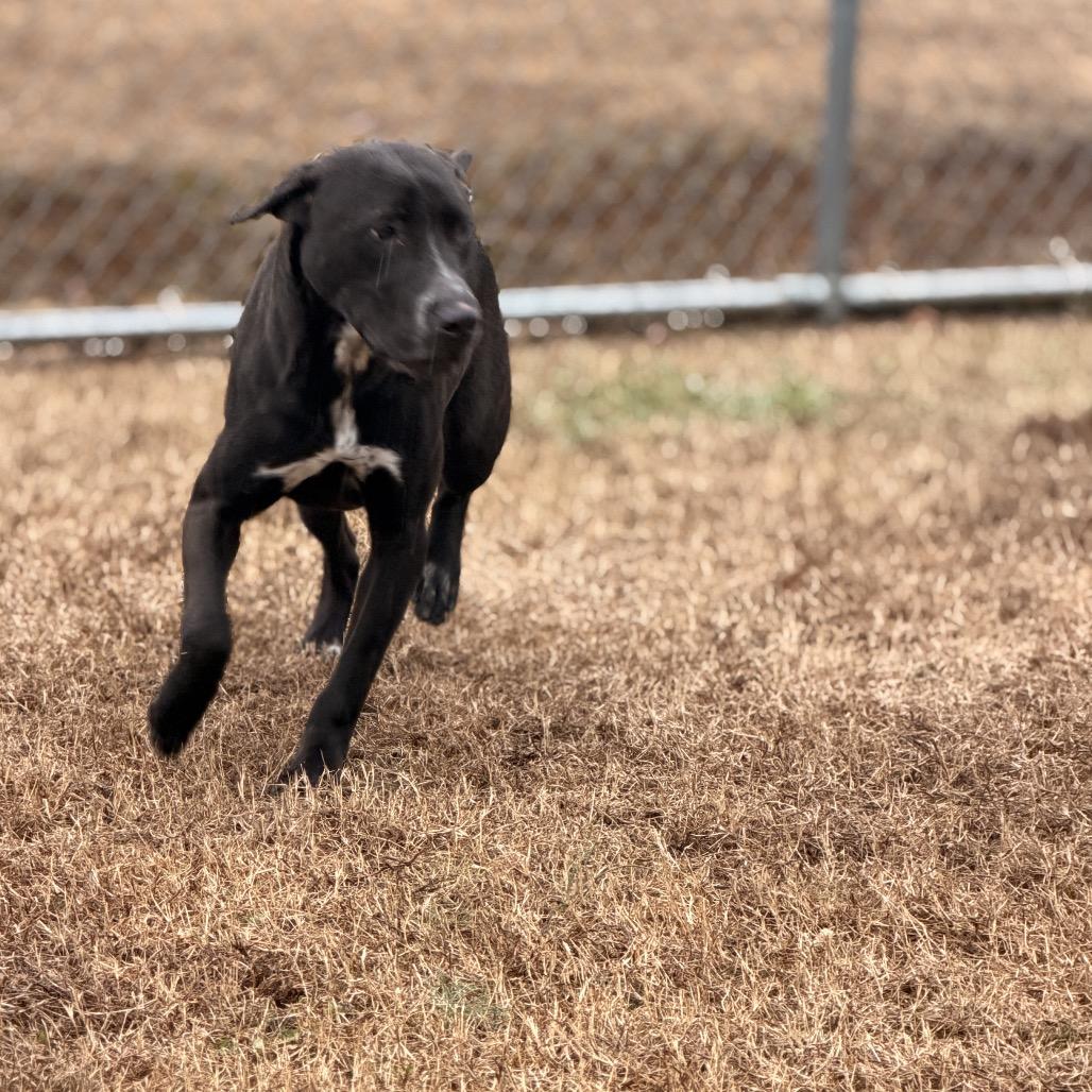Enlarge Squid, a Adoptable Mixed Breed in Chattanooga, TN image 4/6