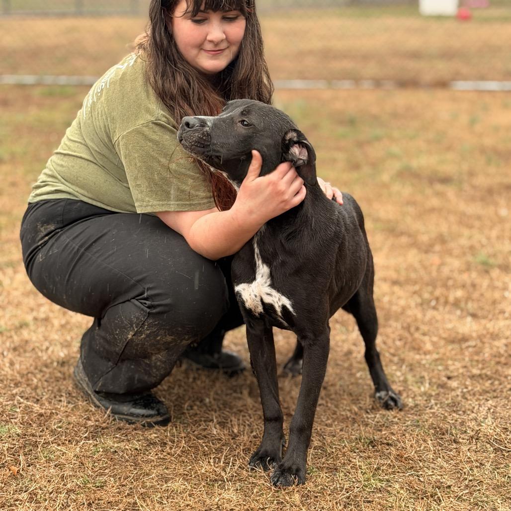 Enlarge Squid, a Adoptable Mixed Breed in Chattanooga, TN image 5/6