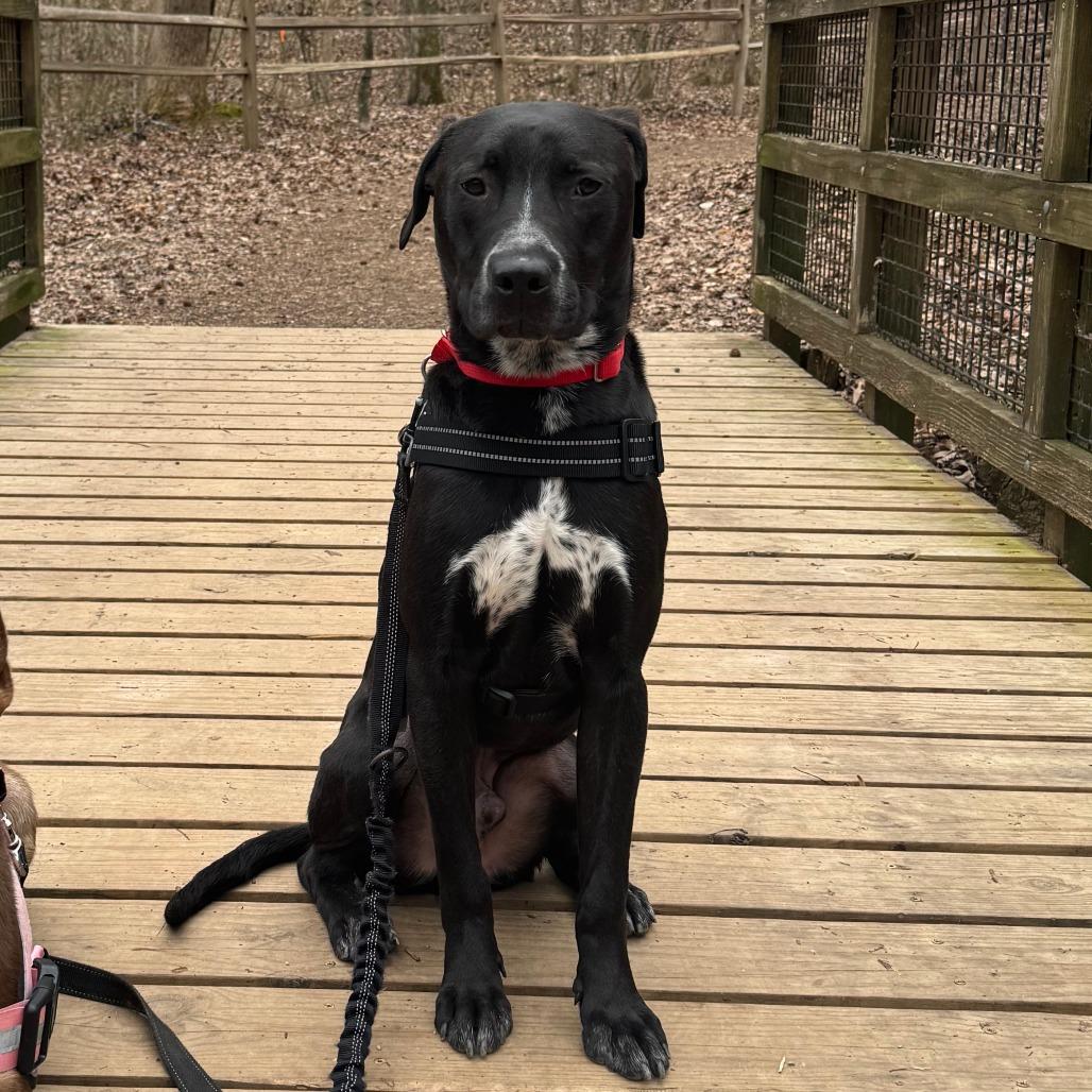 Enlarge Squid, a Adoptable Mixed Breed in Chattanooga, TN image 6/6
