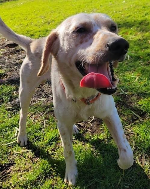 350-25 ORANGE COLLAR