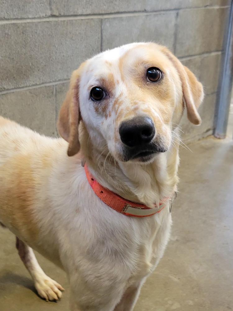 350-25 ORANGE COLLAR