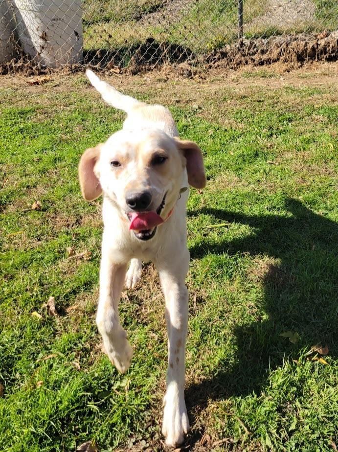 350-25 ORANGE COLLAR