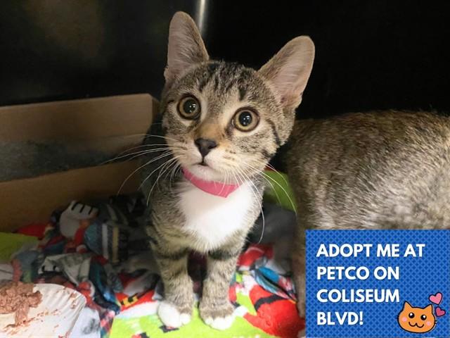 WILLOW, Adoptable, Kitten Female Domestic Short Hair.