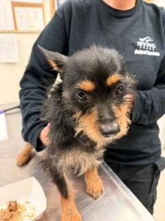 Mickey, Adoptable, Adult Male Yorkshire Terrier.