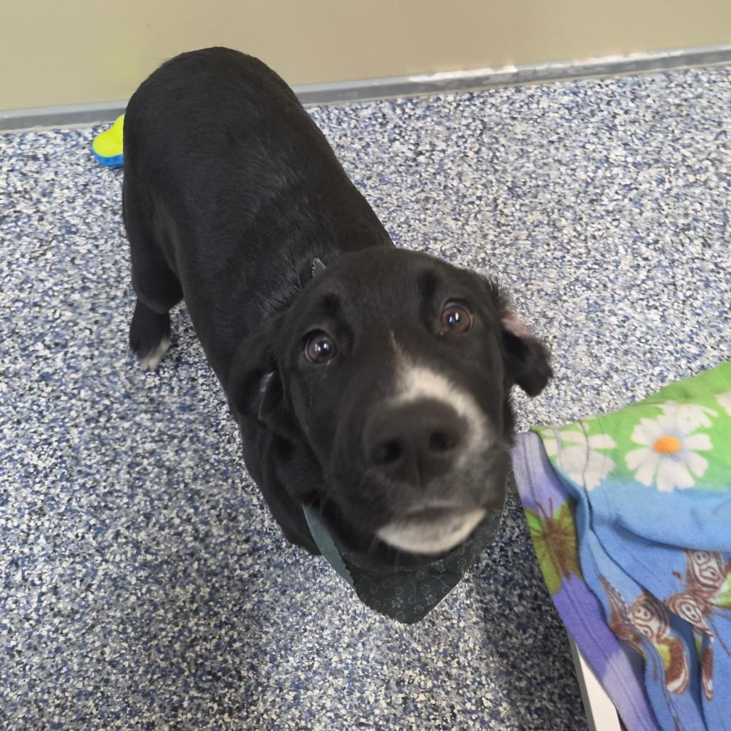 Enlarge Nergal, a Adoptable mixed breed in Binghamton, NY image 2/3
