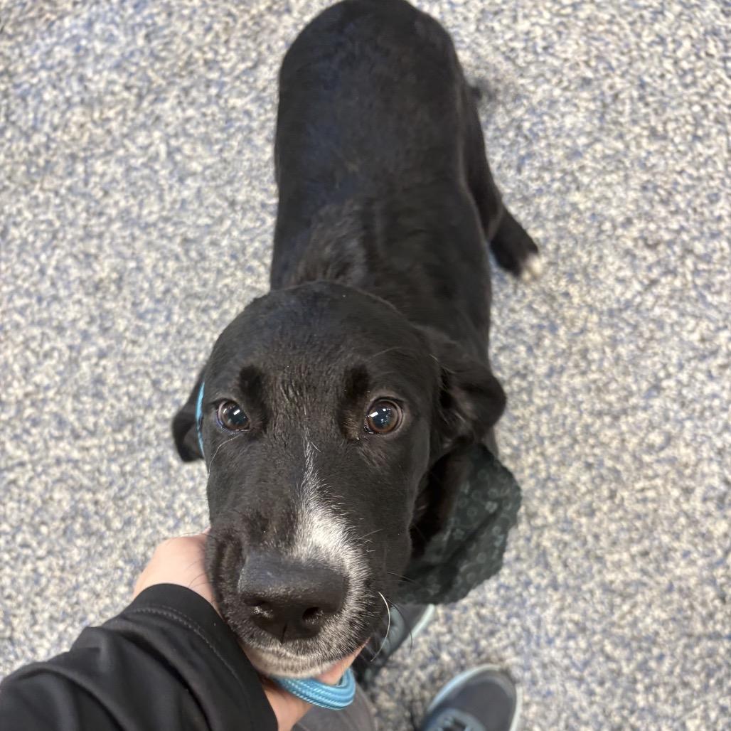 Enlarge Nergal, a Adoptable mixed breed in Binghamton, NY image 3/3