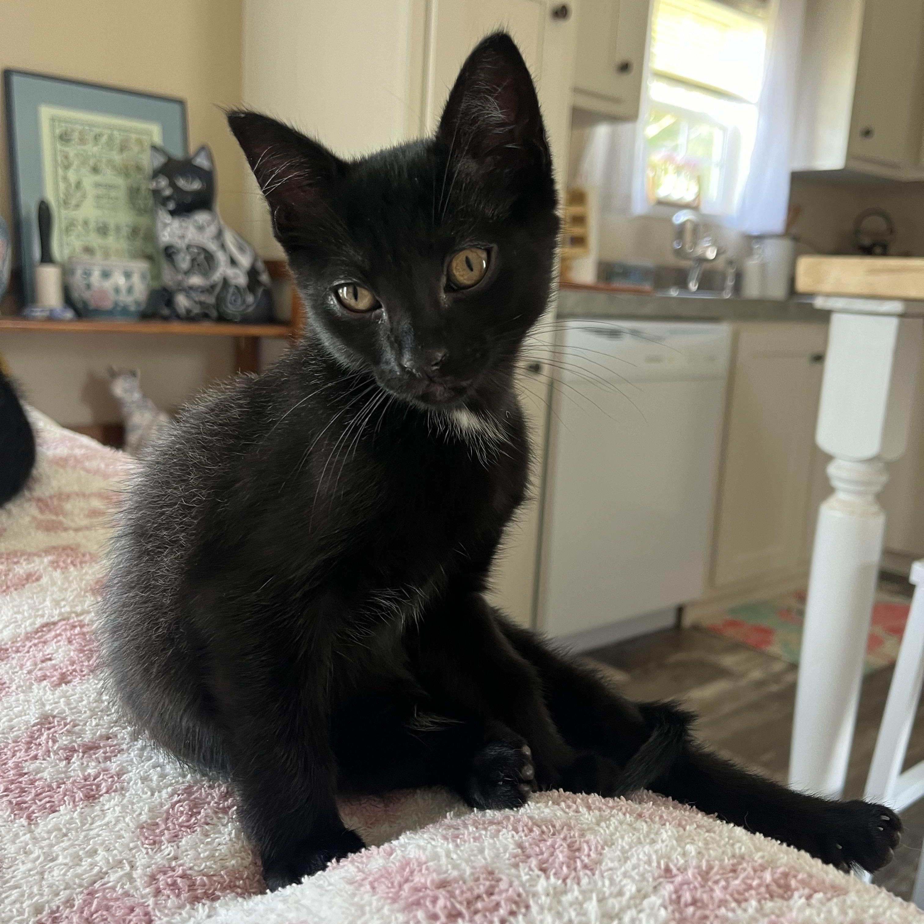 Mint, an adopted Domestic Short Hair in Mississippi State, MS image 3/5