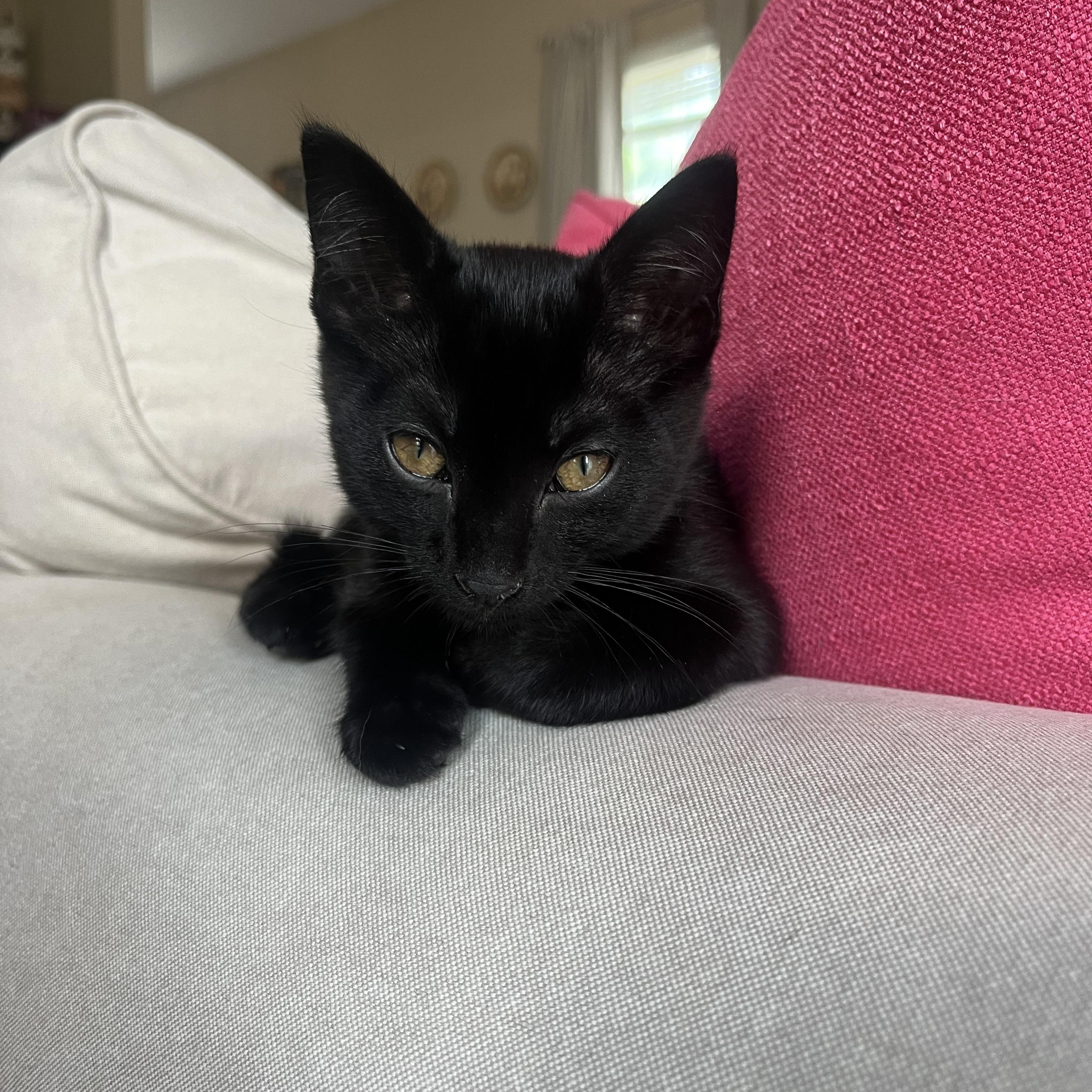 Mint, an adopted Domestic Short Hair in Mississippi State, MS image 2/5