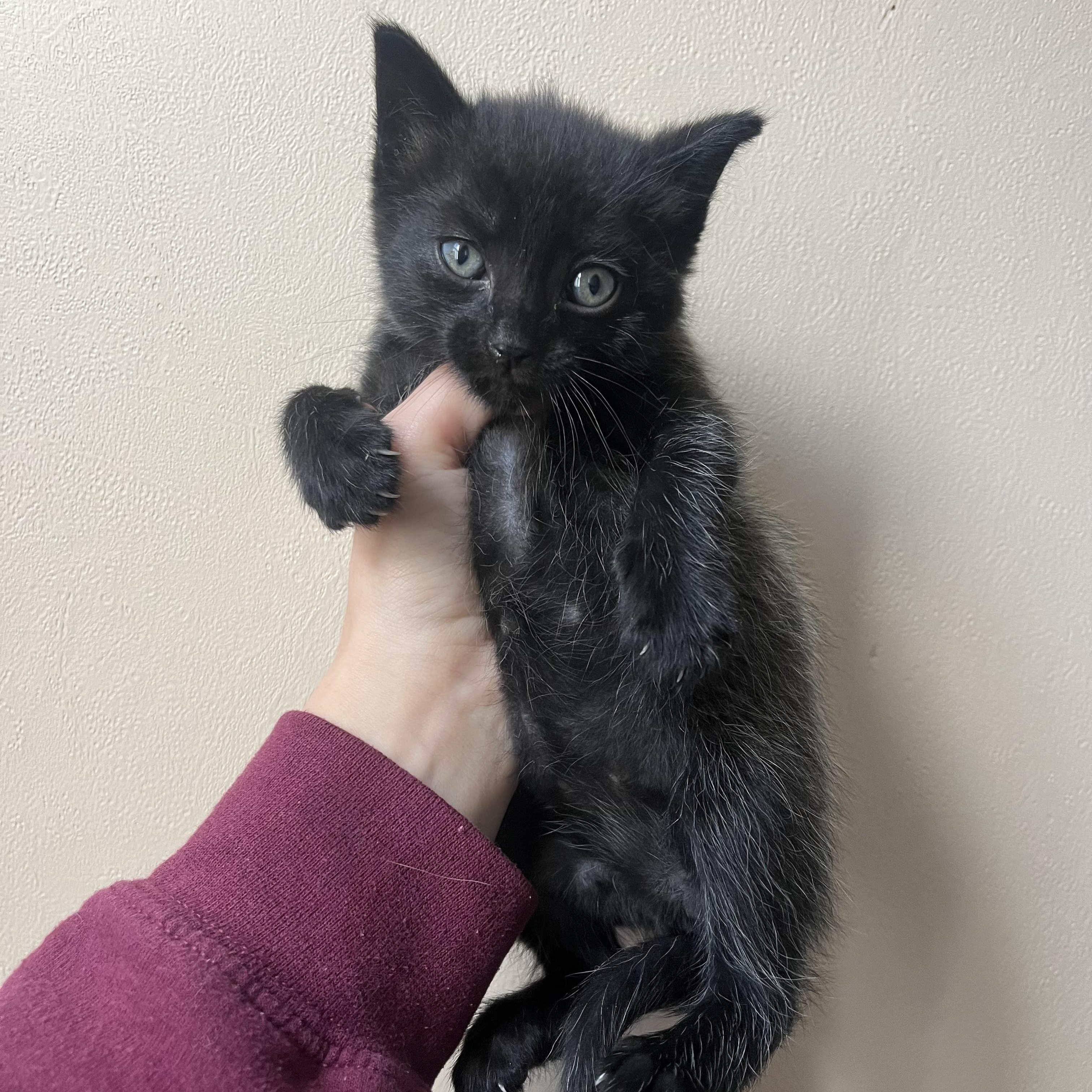 Mint, an adopted Domestic Short Hair in Mississippi State, MS image 5/5