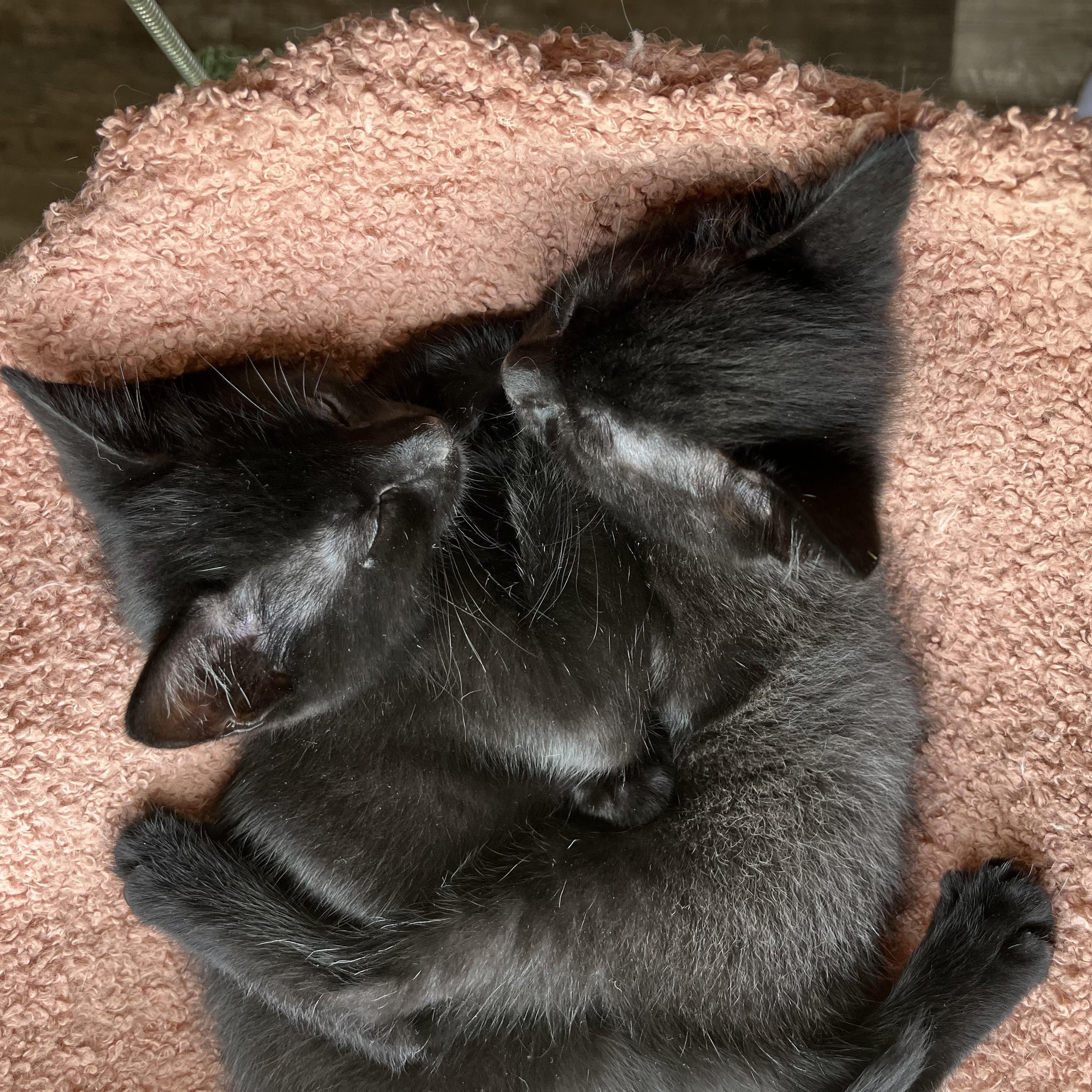 Mint, an adopted Domestic Short Hair in Mississippi State, MS image 4/5
