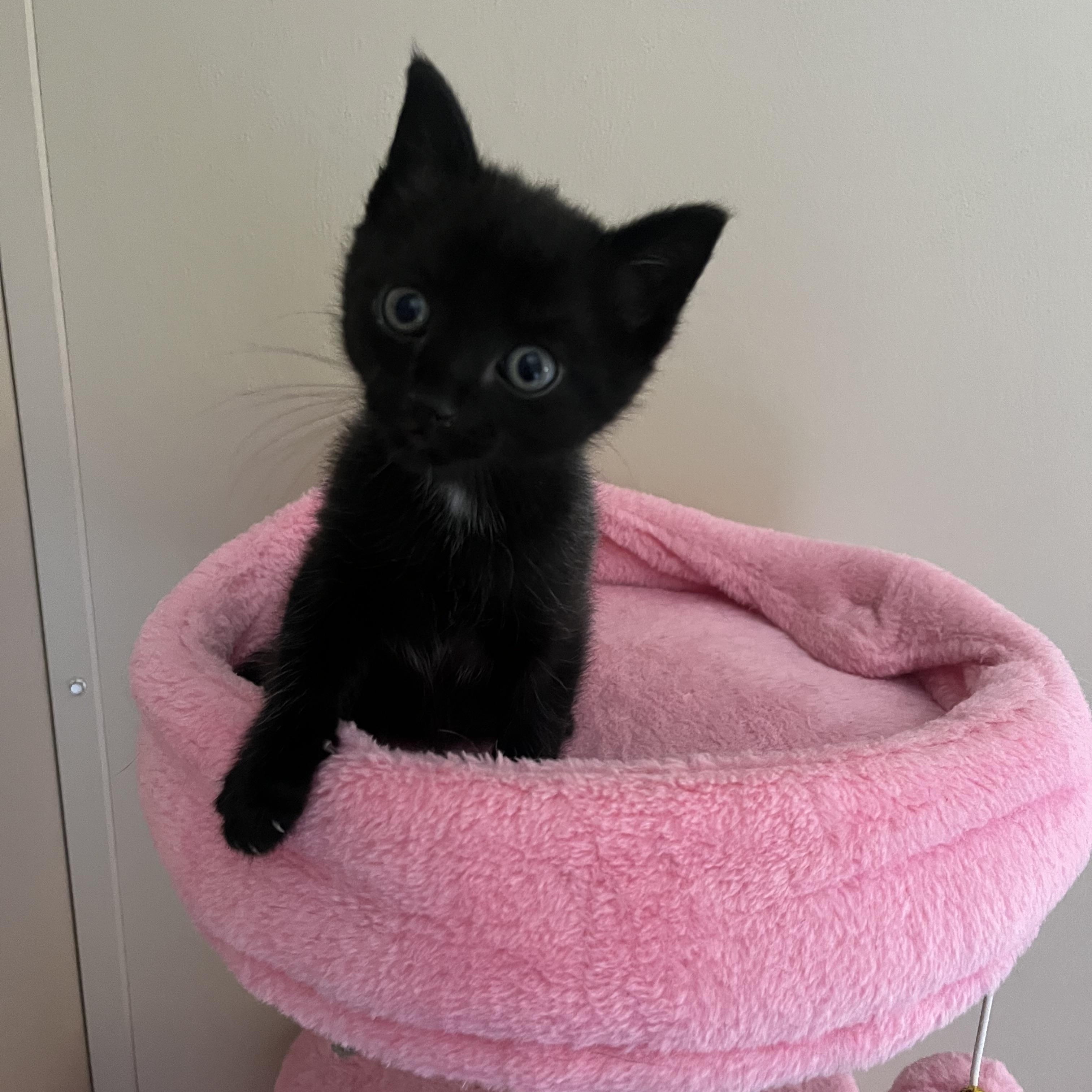 Mint, an adopted Domestic Short Hair in Mississippi State, MS image 1/5