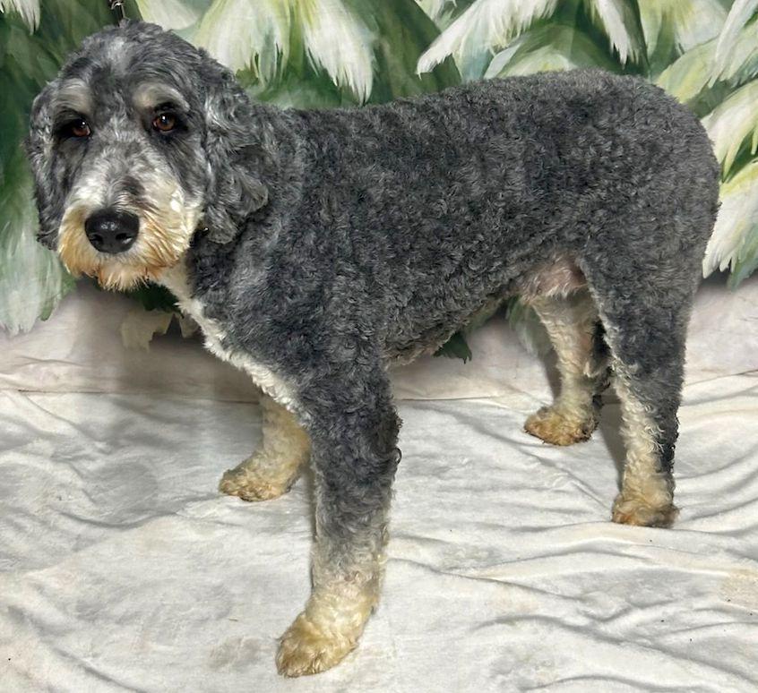 JADE (ohiosdrescue@gmail.com), a ADOPTABLE Bernedoodle in Elyria, OH image 3/4