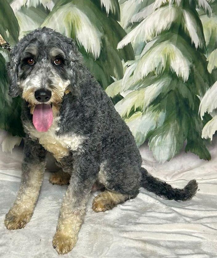 JADE (ohiosdrescue@gmail.com), ADOPTABLE, Adult Female Bernedoodle.
