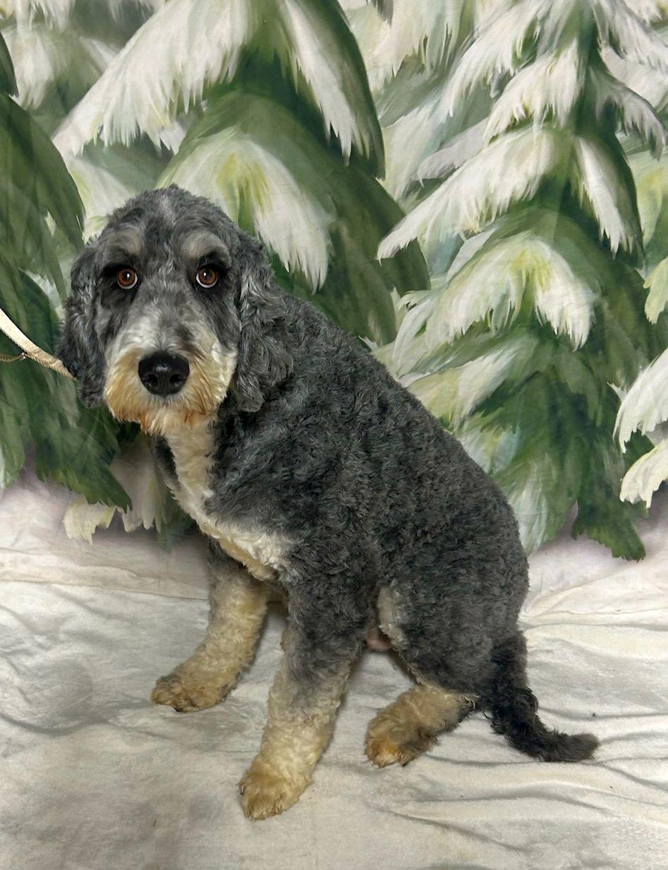 JADE (ohiosdrescue@gmail.com), a ADOPTABLE Bernedoodle in Elyria, OH image 2/4