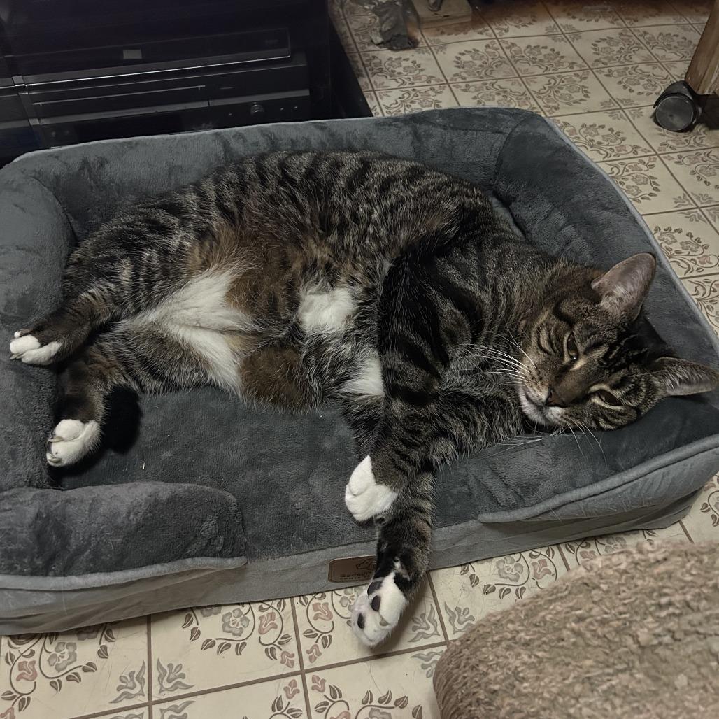 Louie — thumbnail 2