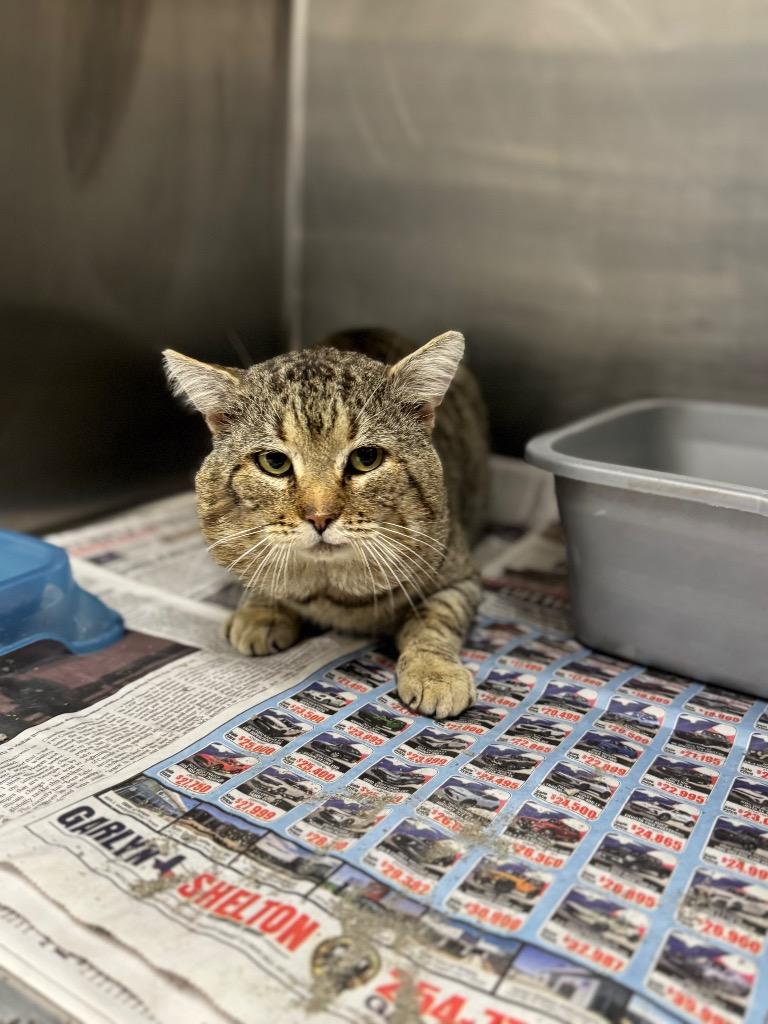 Garth, Adoptable, Adult Male Domestic Short Hair.