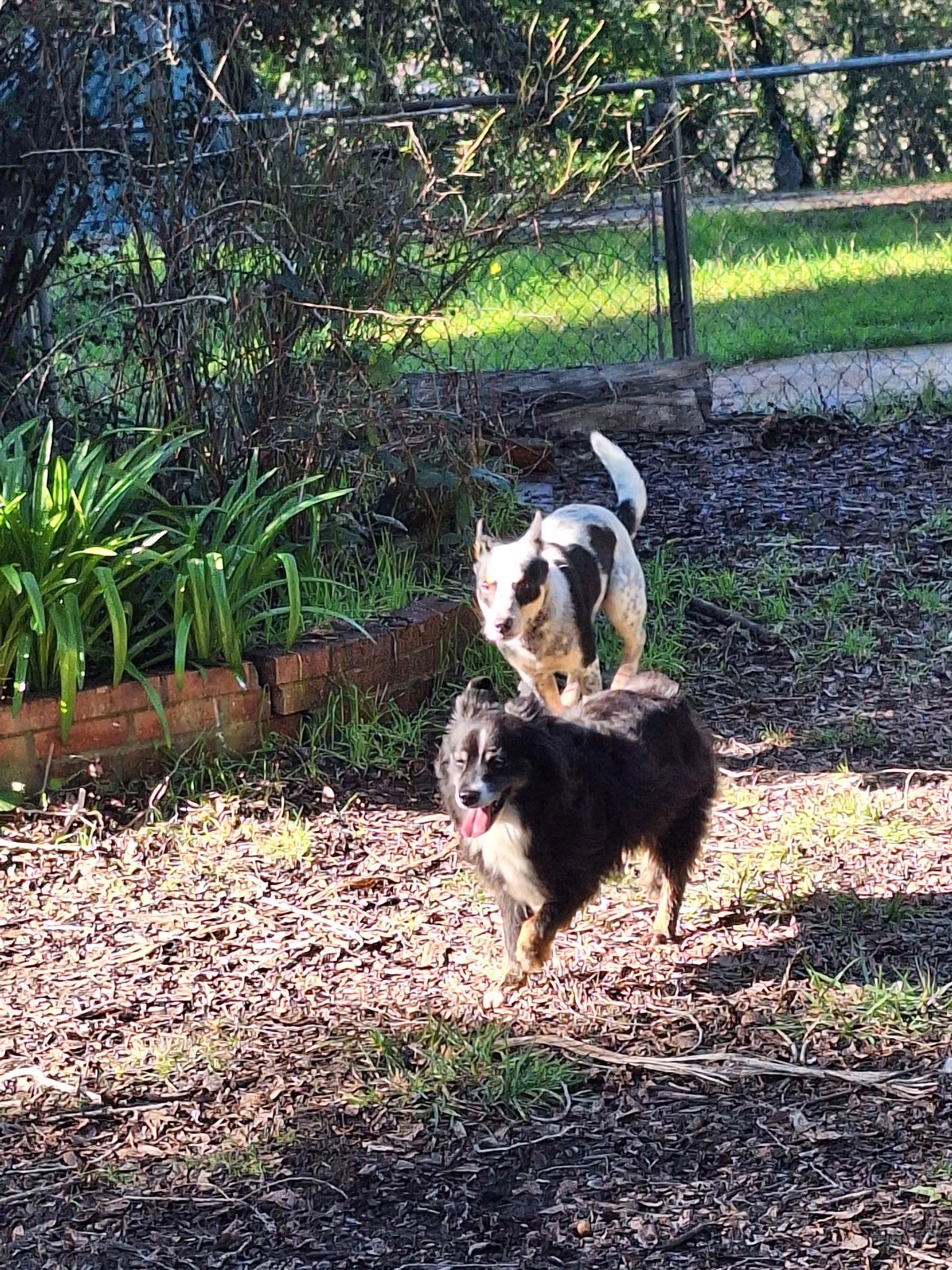 Indiana Jones, Adoptable, Young Male Australian Cattle Dog / Blue Heeler.