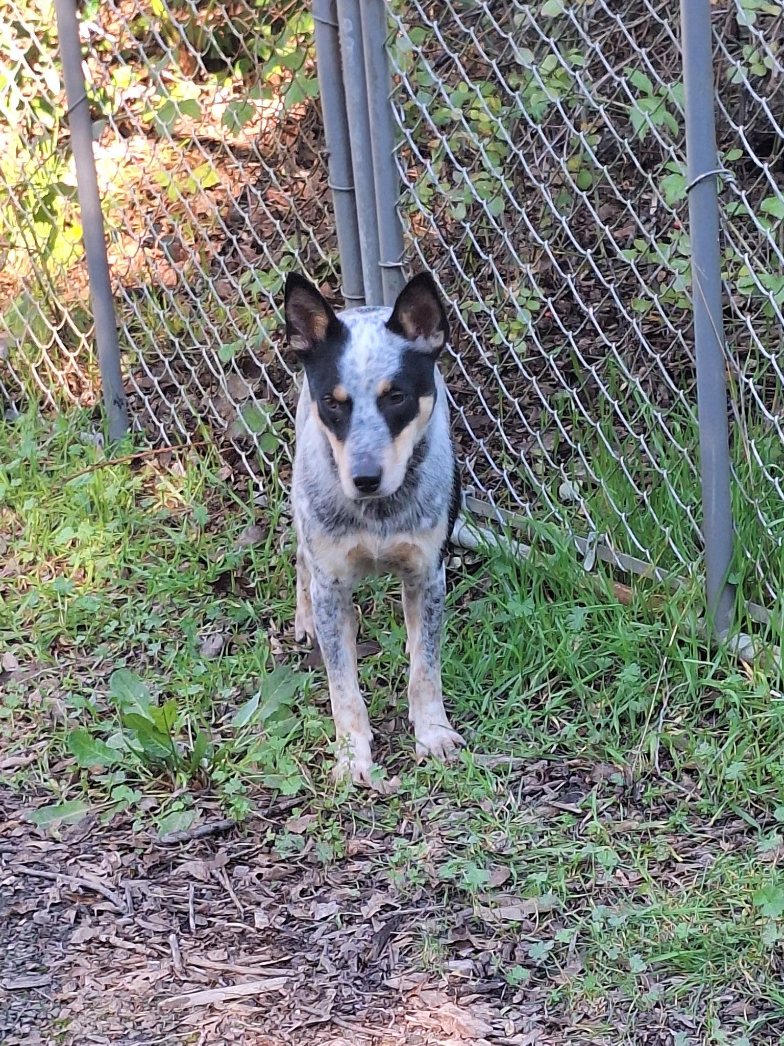 Enlarge Indiana Jones, a Adoptable Australian Cattle Dog / Blue Heeler in Petaluma, CA image 2/3