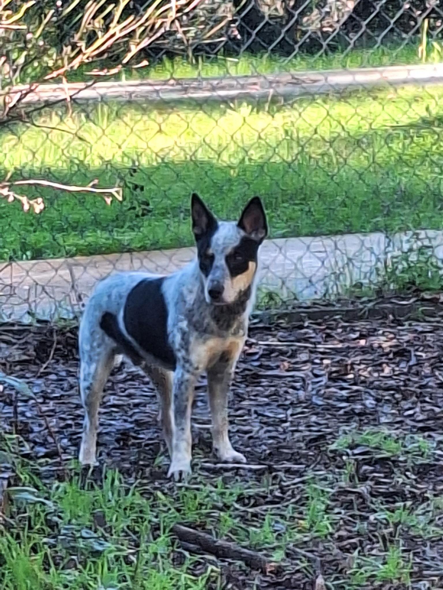 Enlarge Indiana Jones, a Adoptable Australian Cattle Dog / Blue Heeler in Petaluma, CA image 3/3