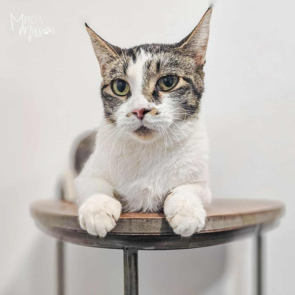 Enlarge Arial, a Adoptable mixed breed in Spokane , WA image 1/1