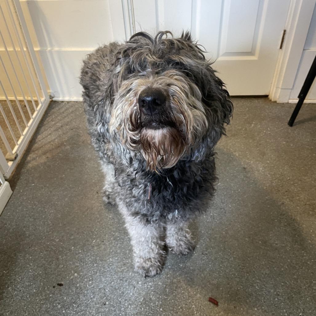 Gabbi, Adoptable, Adult Female Standard Poodle & Schnauzer.