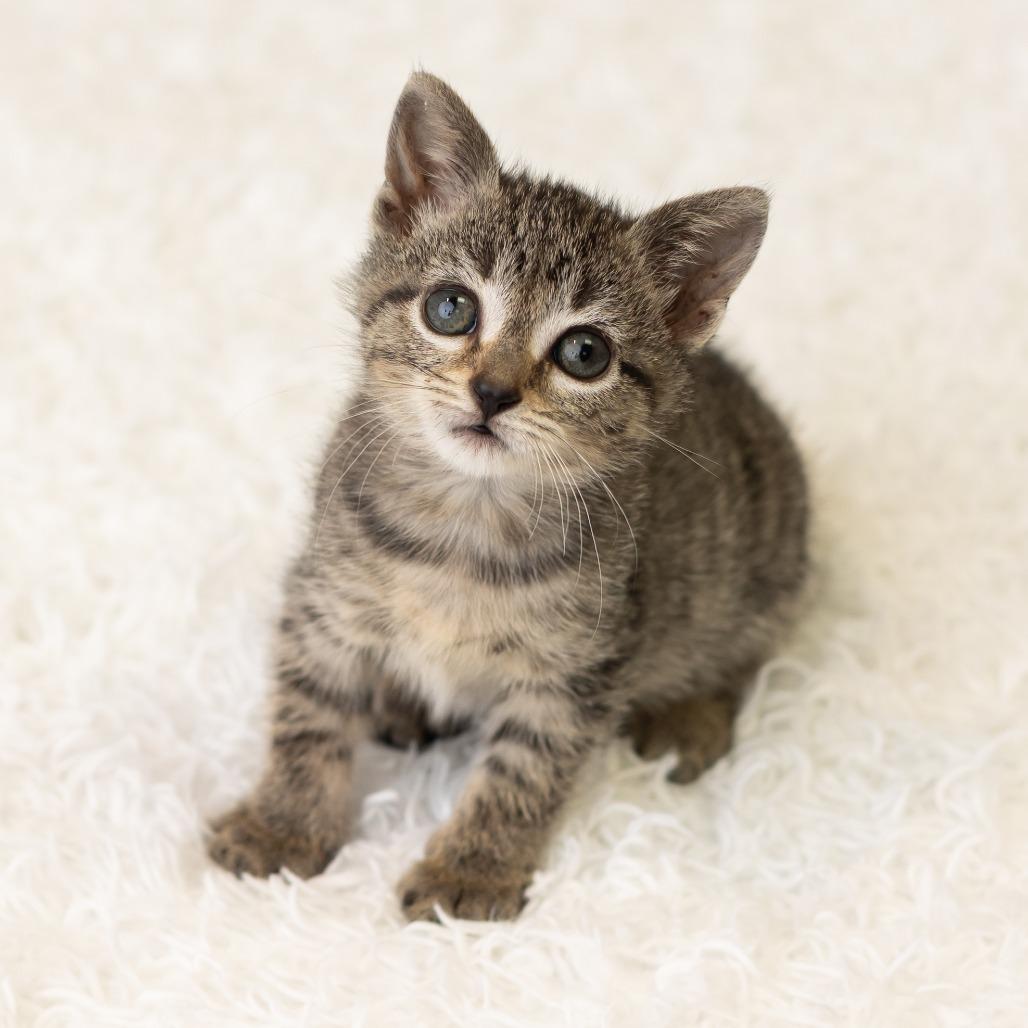 Viola Van Horn, a Adoptable Domestic Short Hair in St. Paul, MN image 1/6