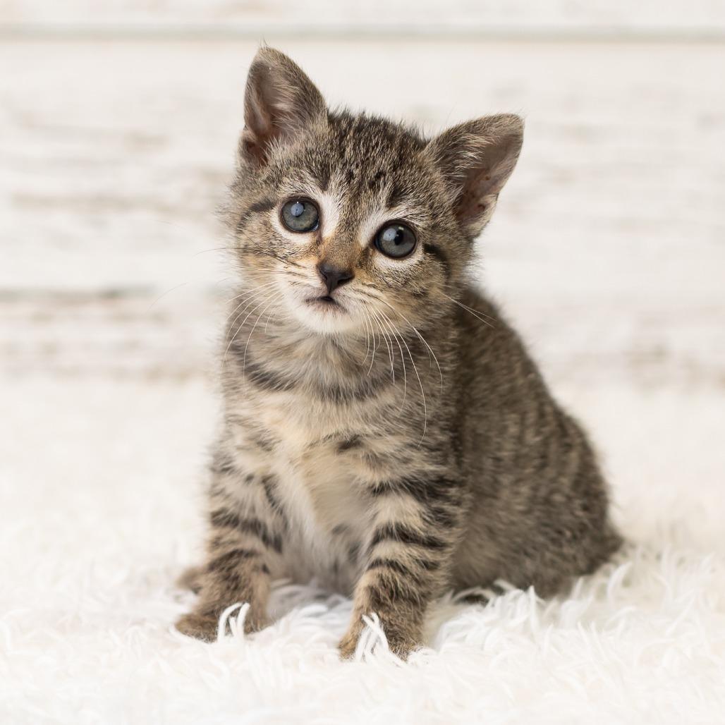 Viola Van Horn, a Adoptable Domestic Short Hair in St. Paul, MN image 2/6